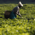 Medias241-Gabon-Projet-graine