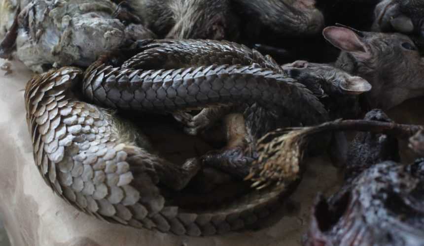 Medias241.com-gabon-SOCIÉTÉ : LA CONSOMMATION DES CHAUVES-SOURIS ET DES PANGOLINS INTERDITE