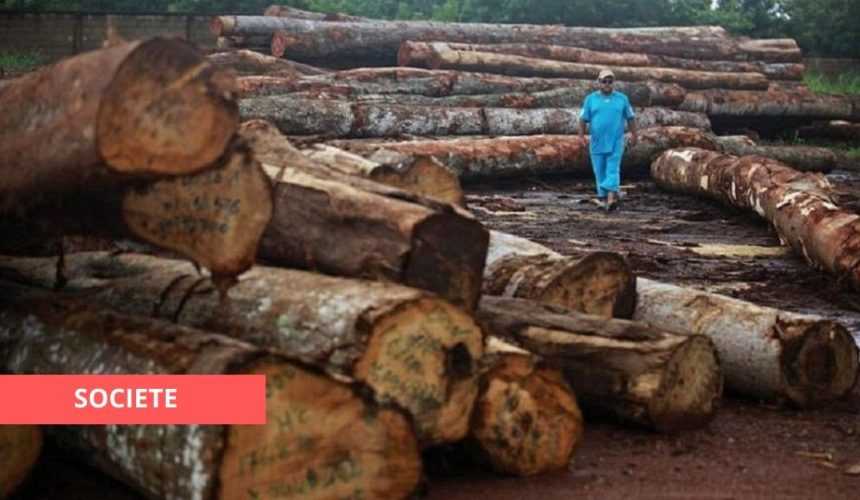 Medias241.com-Gabon-UN EXPATRIÉ CHINOIS CONDAMNÉ À 6 MOIS DE PRISON POUR EXPLOITATION ILLÉGALE DU KEVAZINGO