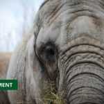 MEDIAS241.COM-GABON-FAUNE : LES ÉLÉPHANTS AFFAMÉS PAR LE CHANGEMENT CLIMATIQUE