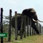 Medias241.com-GABON-CONFLIT HOMME – ÉLÉPHANT : ‘’ LE MINISTÈRE DES EAUX ET FORÊTS NE MÉNAGERA AUCUN EFFORT ’’ DIXIT LEE WHITE