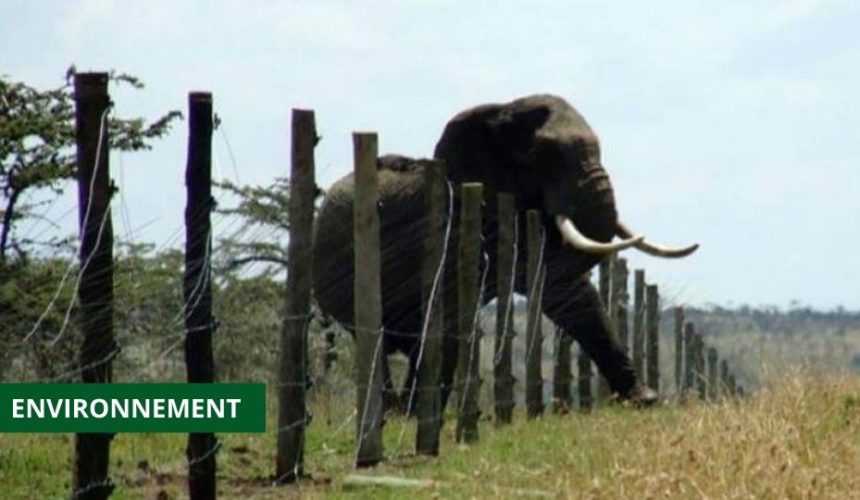 Medias241.com-GABON-CONFLIT HOMME – ÉLÉPHANT : ‘’ LE MINISTÈRE DES EAUX ET FORÊTS NE MÉNAGERA AUCUN EFFORT ’’ DIXIT LEE WHITE