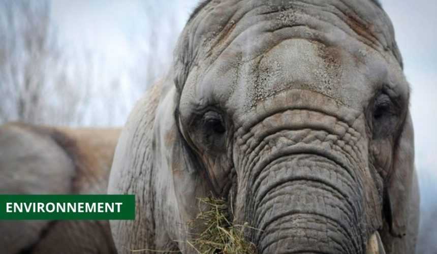 MEDIAS241.COM-GABON-FAUNE : LES ÉLÉPHANTS AFFAMÉS PAR LE CHANGEMENT CLIMATIQUE