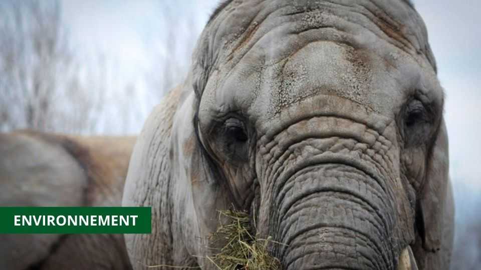 MEDIAS241.COM-GABON-FAUNE : LES ÉLÉPHANTS AFFAMÉS PAR LE CHANGEMENT CLIMATIQUE