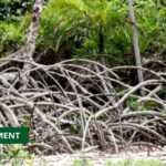 Medias241.com-GABON : LES MANGROVES LES PLUS HAUTES DU MONDE DÉCOUVERTES AU PARC DE PONGARA