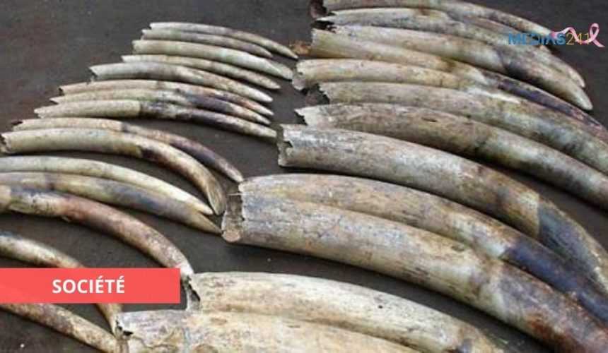 Medias241.com-118 DÉFENSES D’ÉLÉPHANTS PROVENANT DU GABON, SAISIES AU CAMEROUN