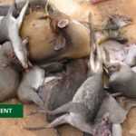 Medias241.com-GABON-LE PR LEE WHITE AUTORISE « LA CHASSE ET LA COMMERCIALISATION » DE TROIS ESPÈCES ANIMALES EN DEHORS DE LA PÉRIODE AUTORISÉE