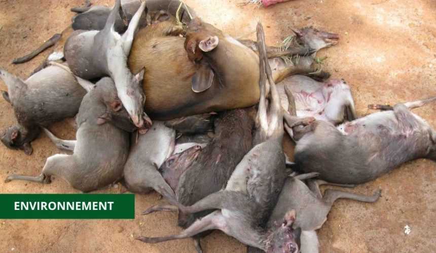 Medias241.com-GABON-LE PR LEE WHITE AUTORISE « LA CHASSE ET LA COMMERCIALISATION » DE TROIS ESPÈCES ANIMALES EN DEHORS DE LA PÉRIODE AUTORISÉE