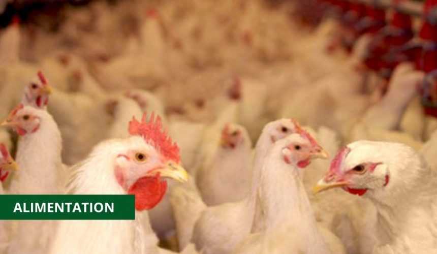 Medias241.com-GABON-GRIPPE AVIAIRE : LE GABON SUSPEND L’ IMPORTATION DE LA VOLAILLE VIVANTE ET DES ŒUFS