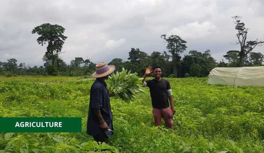 Medias241.com-GABON-AGRICULTURE : L’APPUI MATÉRIEL DU PNUD ET DE LA FAO À 400 JEUNES GABONAIS