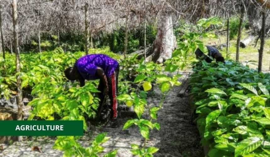 Medias241.com-SECTEUR AGRICOLE : 300 PERSONNES FORMÉES, UN ATOUT POUR LE PROJET GRAINE