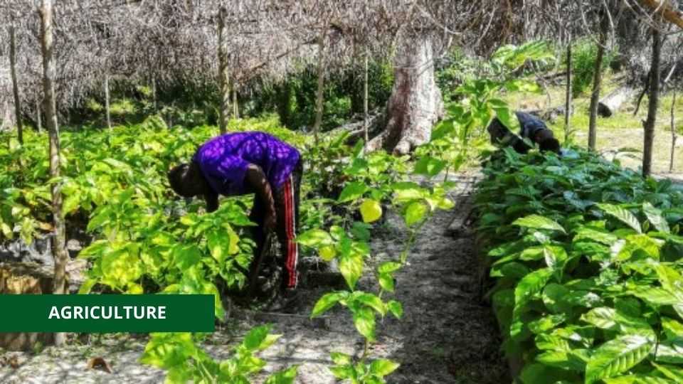Medias241.com-SECTEUR AGRICOLE : 300 PERSONNES FORMÉES, UN ATOUT POUR LE PROJET GRAINE