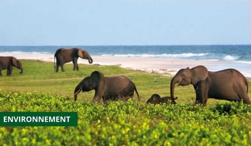 Medias241.com-GABON, 1ère DESTINATION AFRICAINE POUR LA DURABILITÉ SELON NATIONAL GEOGRAPHIC