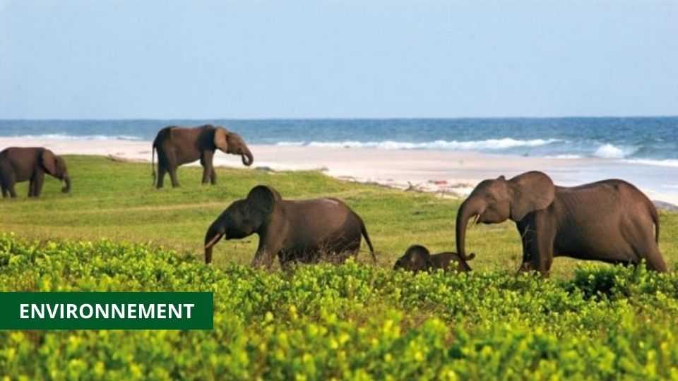 Medias241.com-GABON, 1ère DESTINATION AFRICAINE POUR LA DURABILITÉ SELON NATIONAL GEOGRAPHIC