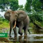 Medias241.com-GABON-ENVIRONNEMENT : L’ÉTAT RENFORCE LES SERVICES DE PRÉSERVATION DE LA NATURE