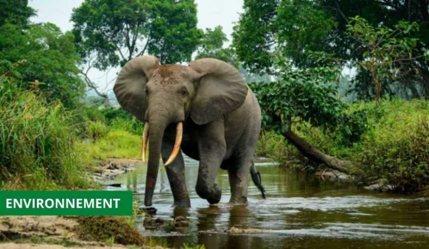 Medias241.com-GABON-ENVIRONNEMENT : L’ÉTAT RENFORCE LES SERVICES DE PRÉSERVATION DE LA NATURE
