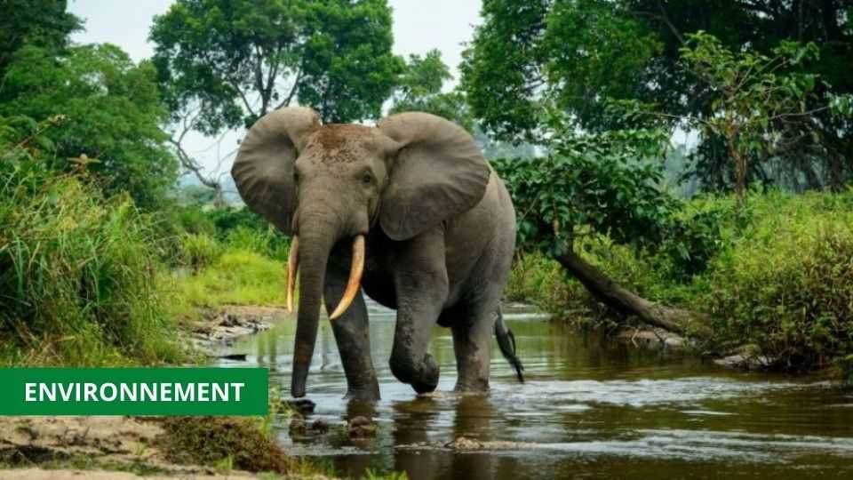 Medias241.com-GABON-ENVIRONNEMENT : L’ÉTAT RENFORCE LES SERVICES DE PRÉSERVATION DE LA NATURE