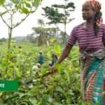 Medias241.com-GABON-GABON : LANCEMENT DE LA CAMPAGNE D’IMMATRICULATION DES AGRICULTEURS