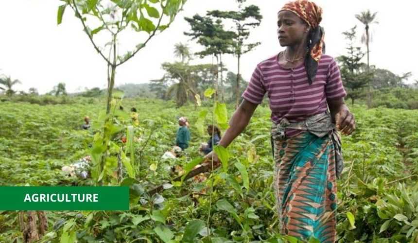 Medias241.com-GABON-GABON : LANCEMENT DE LA CAMPAGNE D’IMMATRICULATION DES AGRICULTEURS