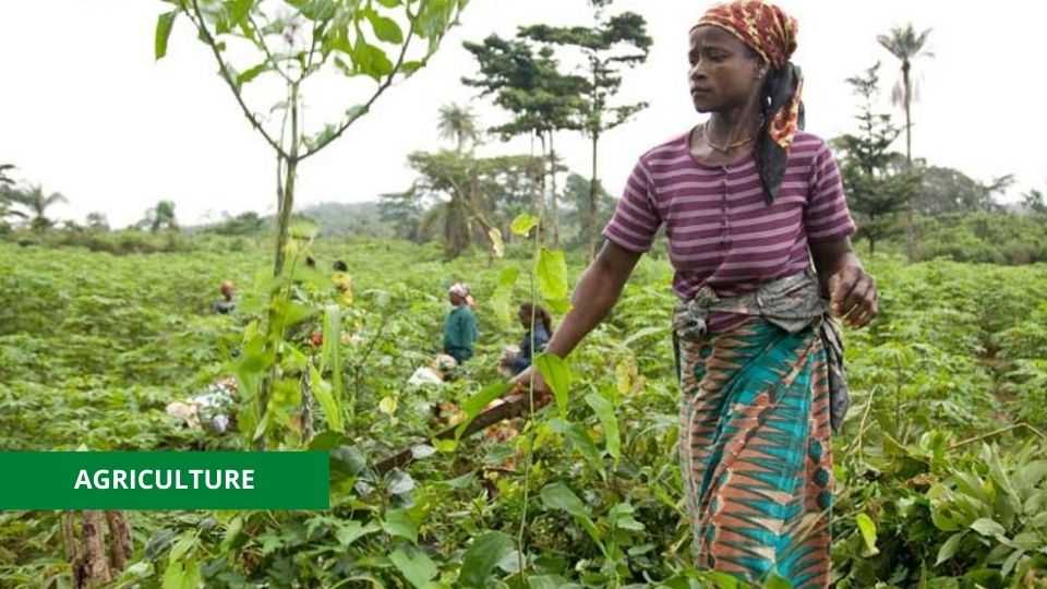 Medias241.com-GABON-GABON : LANCEMENT DE LA CAMPAGNE D’IMMATRICULATION DES AGRICULTEURS