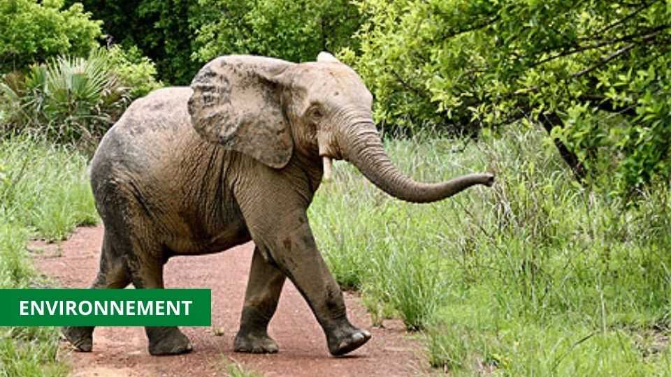 Medias241.com-GABON : DES ACTIVITÉS DE PLANTATION POUR MARQUER LA JOURNÉE MONDIALE DE LA FAUNE ET LA FLORE