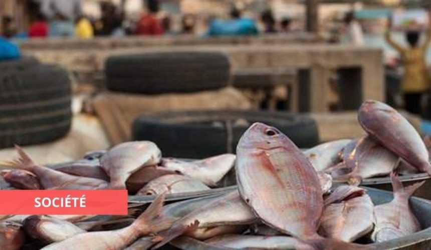 Medias241.com-PORT-GENTIL : VERS UNE PÉNURIE DE POISSONS ?