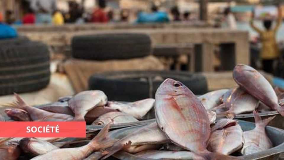 Medias241.com-PORT-GENTIL : VERS UNE PÉNURIE DE POISSONS ?