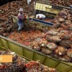 Medias241.com-GABON-GABON : LA PRODUCTION D’HUILE DE PALME BRUTE EN AUGMENTATIION DE 27,6 % en 2020