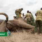 Medias241.com-GABON- L’ADN, OUTIL DE LUTTE CONTRE LE BRACONNAGE DES ÉLÉPHANTS