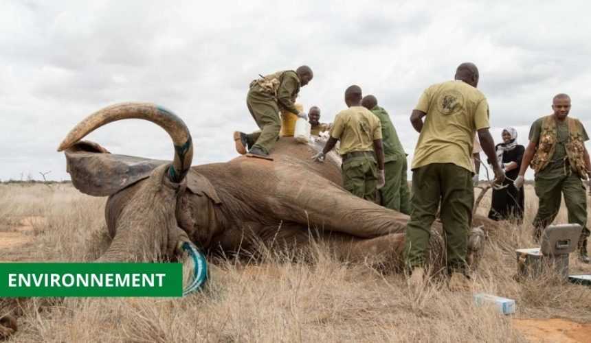 Medias241.com-GABON- L’ADN, OUTIL DE LUTTE CONTRE LE BRACONNAGE DES ÉLÉPHANTS