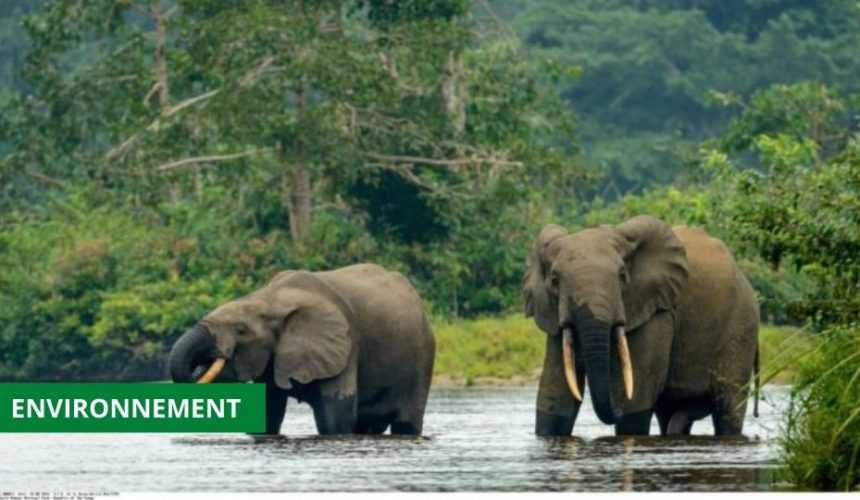 Medias241.com-GABON-ECOFAC6 : PLUS DE 65 MILLIARDS DE FCFA POUR LA PRÉSERVATION DE LA BIODIVERSITÉ EN AFRIQUE CENTRALE