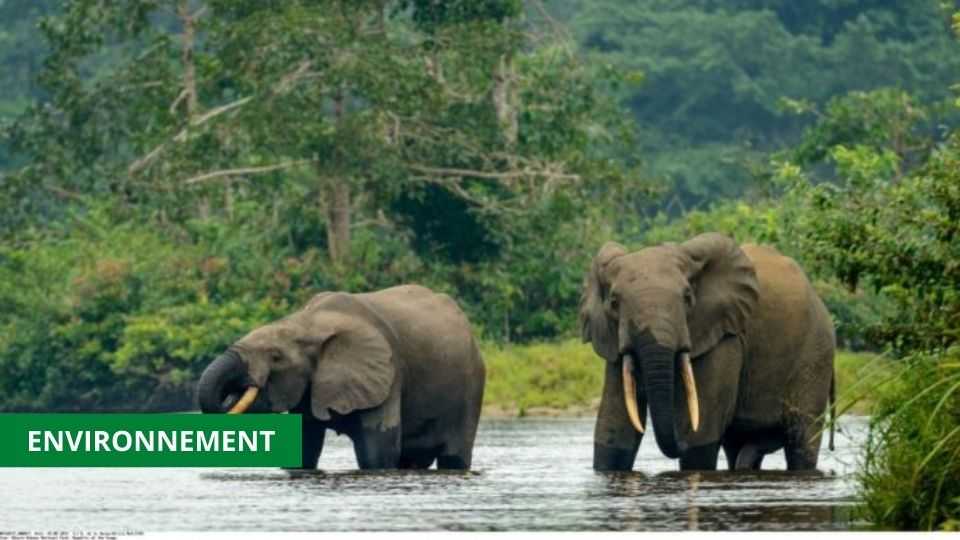 Medias241.com-GABON-ECOFAC6 : PLUS DE 65 MILLIARDS DE FCFA POUR LA PRÉSERVATION DE LA BIODIVERSITÉ EN AFRIQUE CENTRALE