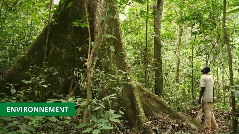 Medias241.com-CLIMAT : LE SOUTIEN POLITIQUE DU GABON SOLLICITÉ POUR LA PRÉSERVATION DES FORÊTS TROPICALES