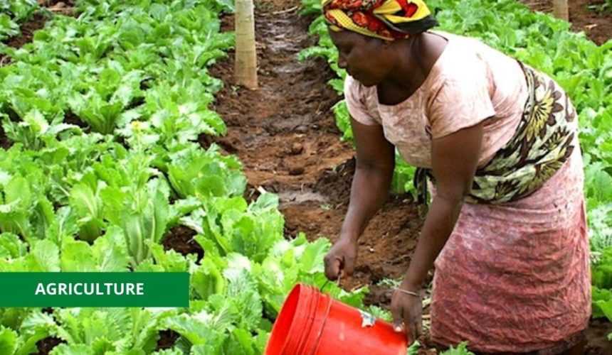 Medias241.com-AGRICULTURE : LE GABON SE DOTE D’UNE POLITIQUE SEMENCIÈRE