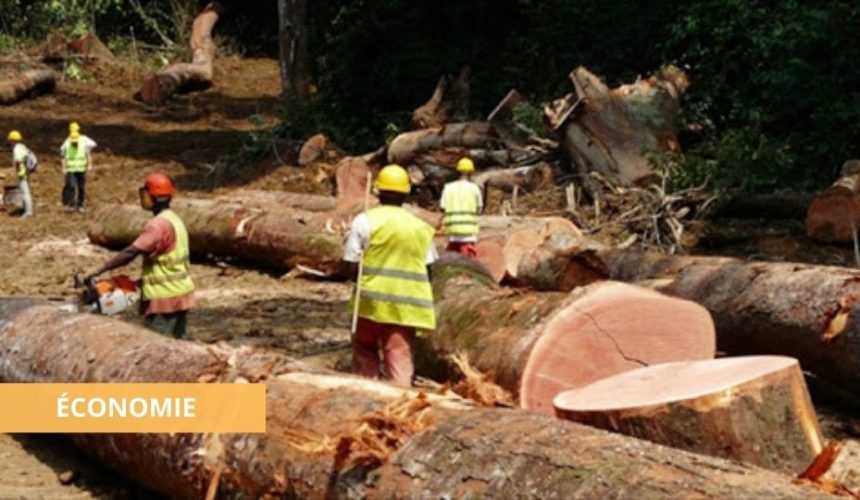 Medias241.com-GABON-BOIS : SEULEMENT 8% DE BÉNÉFICES TIRÉS EN UN SIÈCLE PAR LE GABON