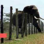 Medias241.com-GABON-SOCIÉTÉ : UNE FEMME TUEE PAR UN ELEPHANT A FRANCEVILLE