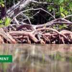 Medias241.com-ÉCOSYSTÈME : LES MANGROVES HÉBERGENT 70% DES ESPÈCES DE POISSONS
