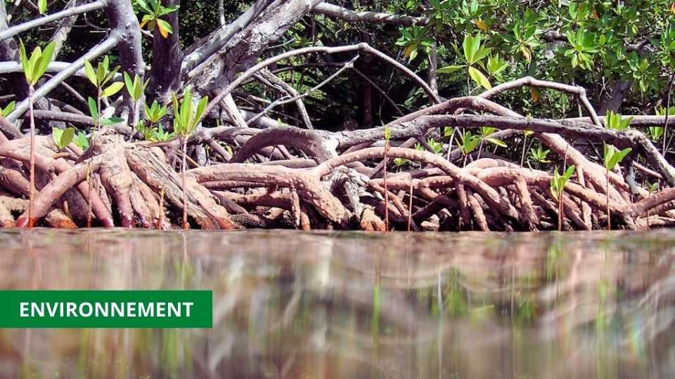Medias241.com-ÉCOSYSTÈME : LES MANGROVES HÉBERGENT 70% DES ESPÈCES DE POISSONS