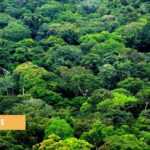 Medias241.com-GABON-CAPITAL NATUREL : LA FORET GABONAISE INTERESSE LES SPECULATEURS FINANCIERS
