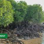 Medias241.com-GABON-SANCTUAIRE DES PLUS HAUTES MANGROVES AU MONDE