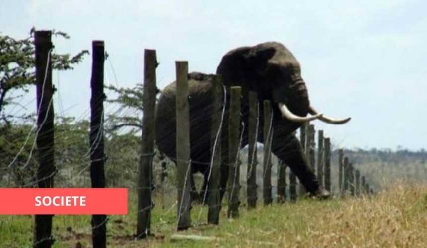 Medias241.com-GABON-APRÈS LES CONSULTATIONS PLACE AUX ASSISES POUR ENRAYER LE CONFLIT HOMME-FAUNE