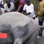 Médias241.com-gabon-FAIT DIVERS : DEUX MORTS DANS UNE COLLISION ENTRE UN CAMION ET UN ÉLÉPHANT À GUIDOUMA