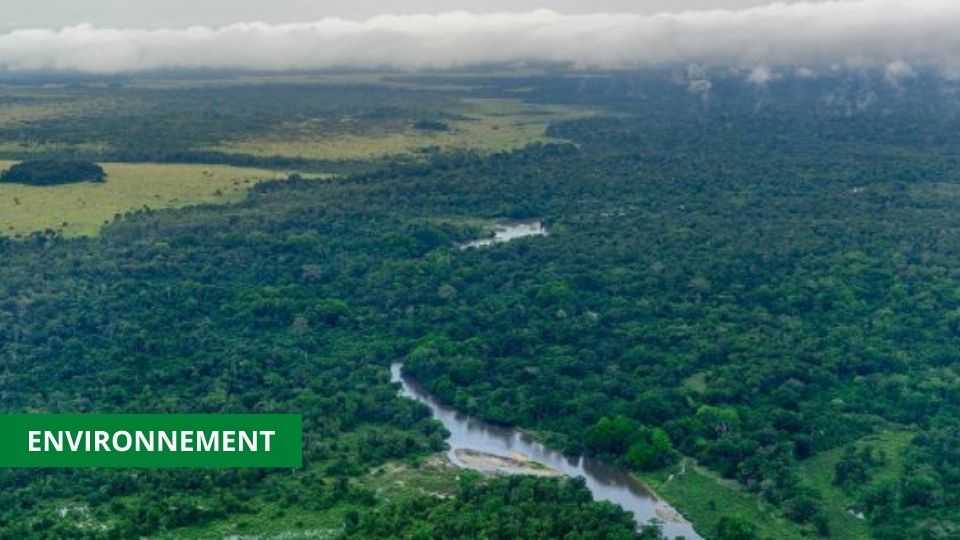 Medias241.com-GABON-1,5 MILLIARDS DE DOLLARS POUR LA PROTECTION DES FORÊTS DU BASSIN DU CONGO