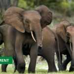Medias241.com-GABON-FORÊT GABONAISE : UNE ETUDE RÉVÈLE LA PRÉSENCE DE 95.000 ÉLÉPHANTS AU LIEU DE 50.000