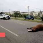 Medias241.com-GABON- COLLISION ENTRE UN CHEVAL ET PORSCHE CAYENNE DE 375 CHEVAUX