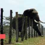 Medias241.com-GABON-CONFLIT HOMME-ELÉPHANT : PLUS DE 11.959 PLAINTES ENREGISTRÉES DEPUIS 2016