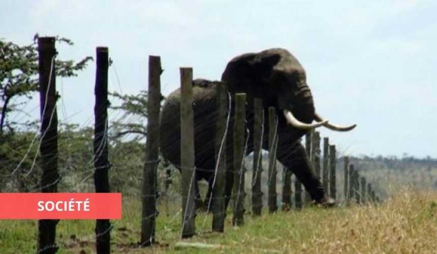 Medias241.com-GABON-CONFLIT HOMME-ELÉPHANT : PLUS DE 11.959 PLAINTES ENREGISTRÉES DEPUIS 2016