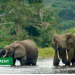 Medias241.com-GABON-LE GABON ANNONCÉ À UNE RENCONTRE INTERNATIONALE SUR LA CONSERVATION DE L'ÉLÉPHANT DE FORÊT