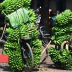 Medias241.com-GABON-GABON : LA DOUANE RASSURE SUR LE SPECTRE D’UNE « PÉNURIE DE BANANE. »