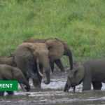 Medias241.com-GABON-AU GABON, LES ÉLÉPHANTS PROTÉGÉS PAR LE SOUS-DÉVELOPPEMENT DU RÉSEAU ROUTIER